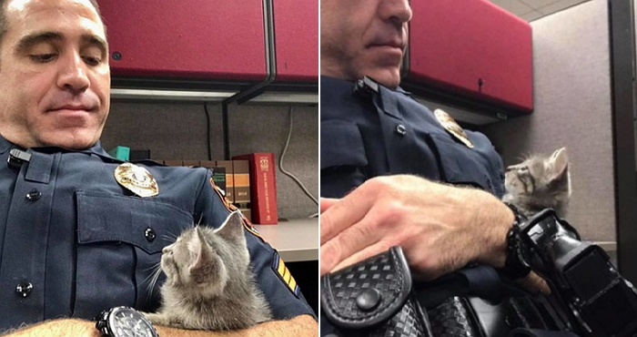 자신 구해준 경찰 아저씨를 ‘아빠’라고 생각하는 아기 냥이