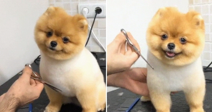 훈남 오빠에게 털 관리받으며 ‘빙구 미소’ 짓는 멍멍이