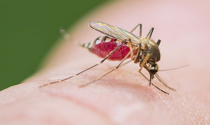 전국에 ‘일본 뇌염’ 경보 발령…6월 경보는 20년 만에 처음