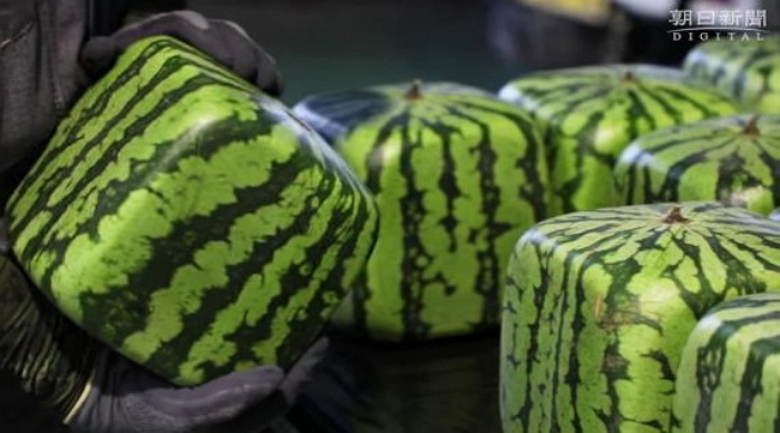 수박 한 통에 ‘20만 원’···사각형 수박 출시