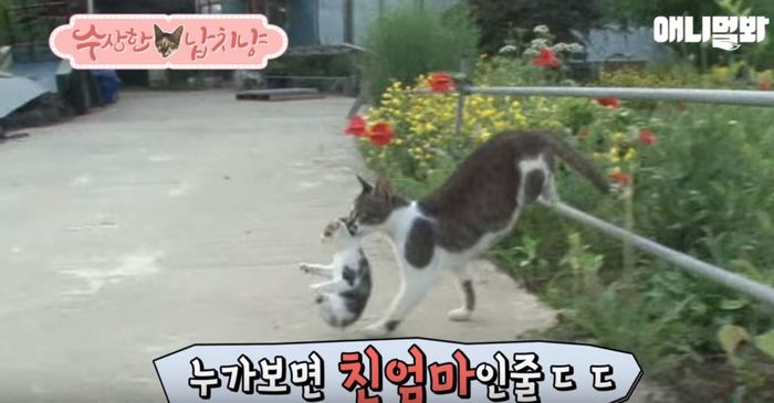 버림받은 새끼냥 엄마 되어주려 자꾸 입으로 물고가는 고양이 (영상)