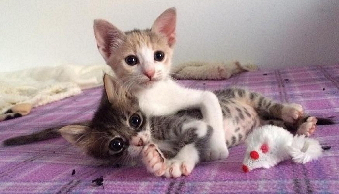 헤어졌던 남동생과 재회해 ‘백허그’ 해준 누나 길냥이