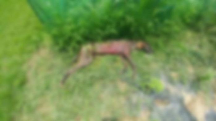 텃밭서 일하던 70대 할머니, 달려든 사냥개에 물려 부상