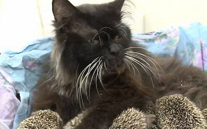 따가운 ‘가시’에 찔리는 고통 참으며 ‘고아’ 고슴도치들 엄마 돼 준 고양이