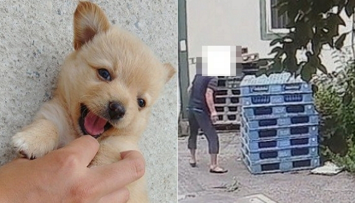 강아지 던져 죽인 노인 “5만원도 안 하는 개, 옛날에는 던져도 안 죽었다”