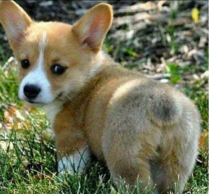 “제 엉덩이 좀 그만 볼래요?”···치명적 뒤태 뽐내는 코기