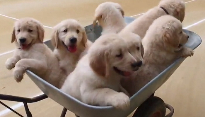 흙탕물에서 장난치다 결국 수레에 실려가는 ‘아기 인절미’ 7남매 (영상)