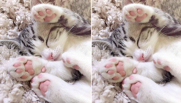 ‘분홍 꿀떡’ 같은 발바닥 뽐내며 낮잠 자는 아기 냥이
