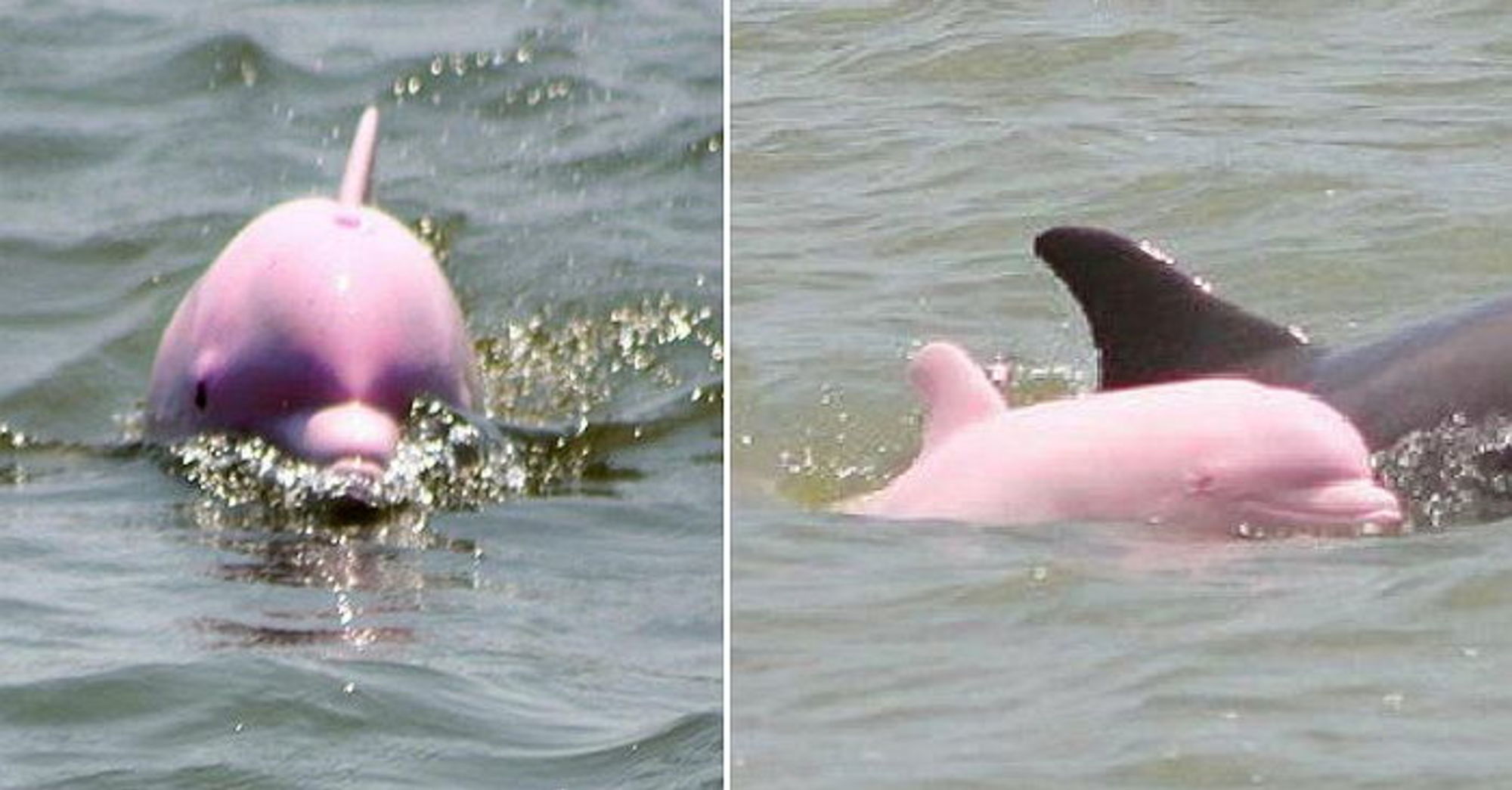 10년 만에 모습 드러낸 희귀종 '알비노 핑크 돌고래' - 인사이트