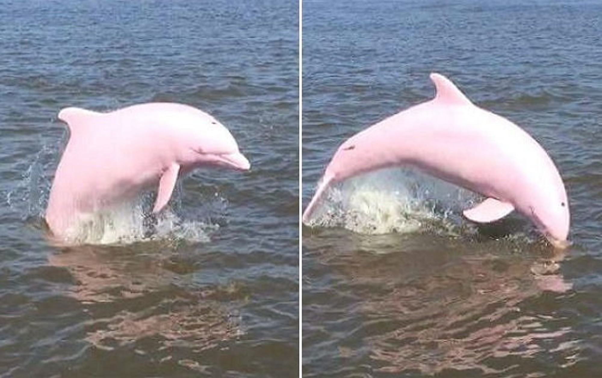 Розовый Дельфин без фотошопа