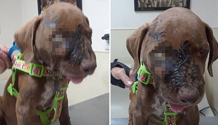 ‘염산 테러’ 당해 한 쪽 눈 잃어도 여전히 사람보면 꼬리 흔드는 강아지