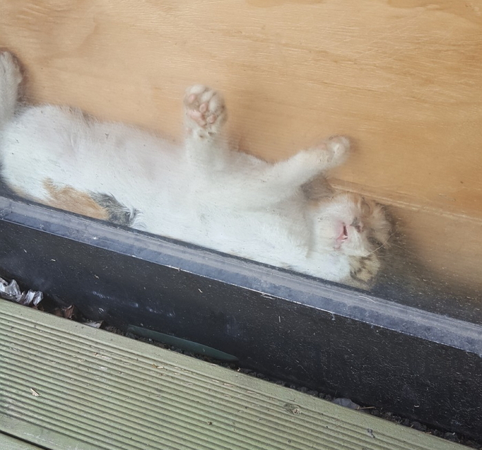 “건물 틈에 끼어 울고 있던 ‘아기 길냥이’를 ‘구조’했습니다”