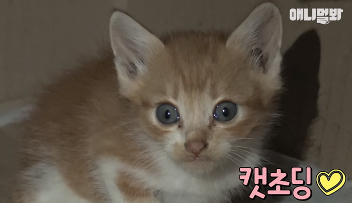 아파트에 사는 ‘아기 길냥이’ 죽자 ‘오열’하는 초등학생 (영상)