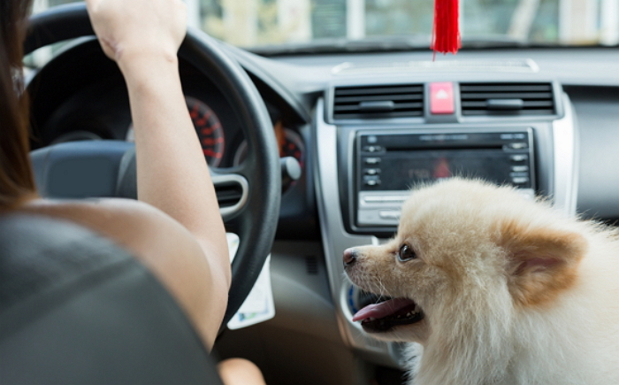 반려동물과 함께 탈 수 있는 ‘펫택시’ 나왔다