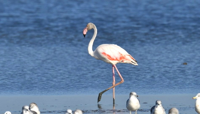 열대 지방에 사는 홍학, 우리나라 새만금에서 첫 발견