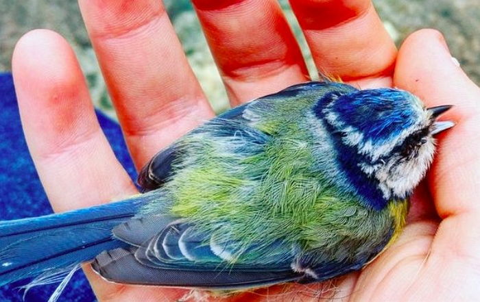 “다리 다친 새 한 마리가 살려달라며 제 손으로 날아왔어요”