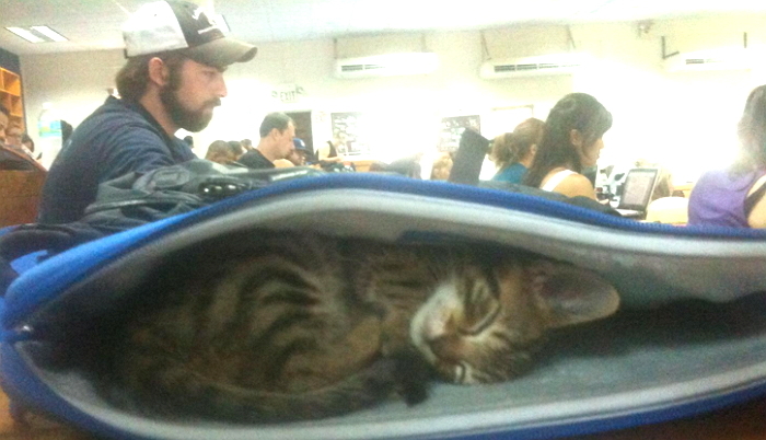 집에서 허둥지둥 챙겨 나온 가방 안에 곤히 잠든 아기 고양이