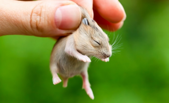 키우던 햄스터가 낳은 새끼들을 ‘냉동실’에 얼려버린 남편