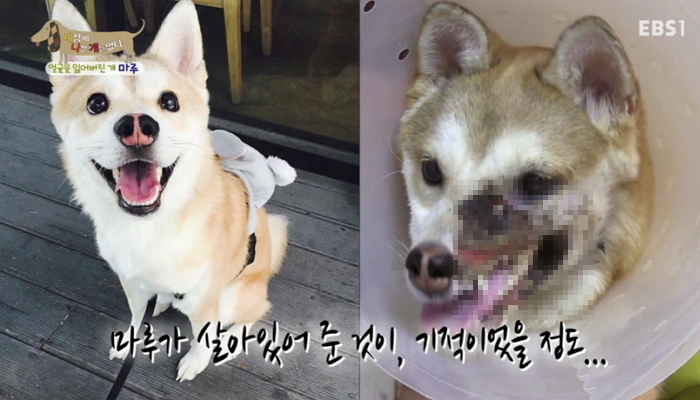 “훈련소 보낸 강아지 ‘마루’가 얼굴이 썩은 채 돌아왔습니다”