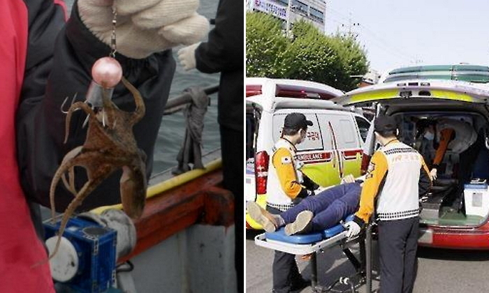 낚시해온 ‘주꾸미 회’ 먹은 남성 비브리오패혈증으로 사망