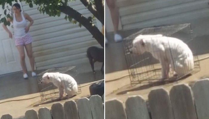 엄마가 화내며 철창에 가두자 미안함에 고개도 못 드는 강아지