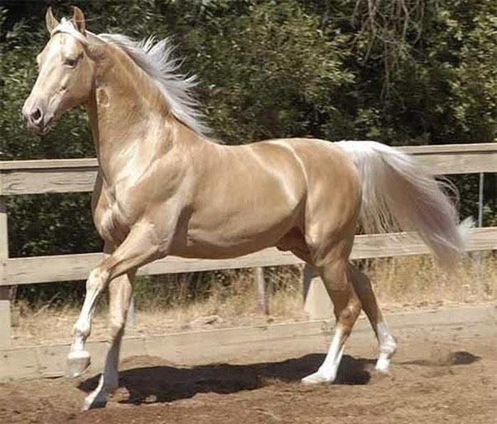These Golden Horses Are Real-Life Mythical Creatures You Thought Only