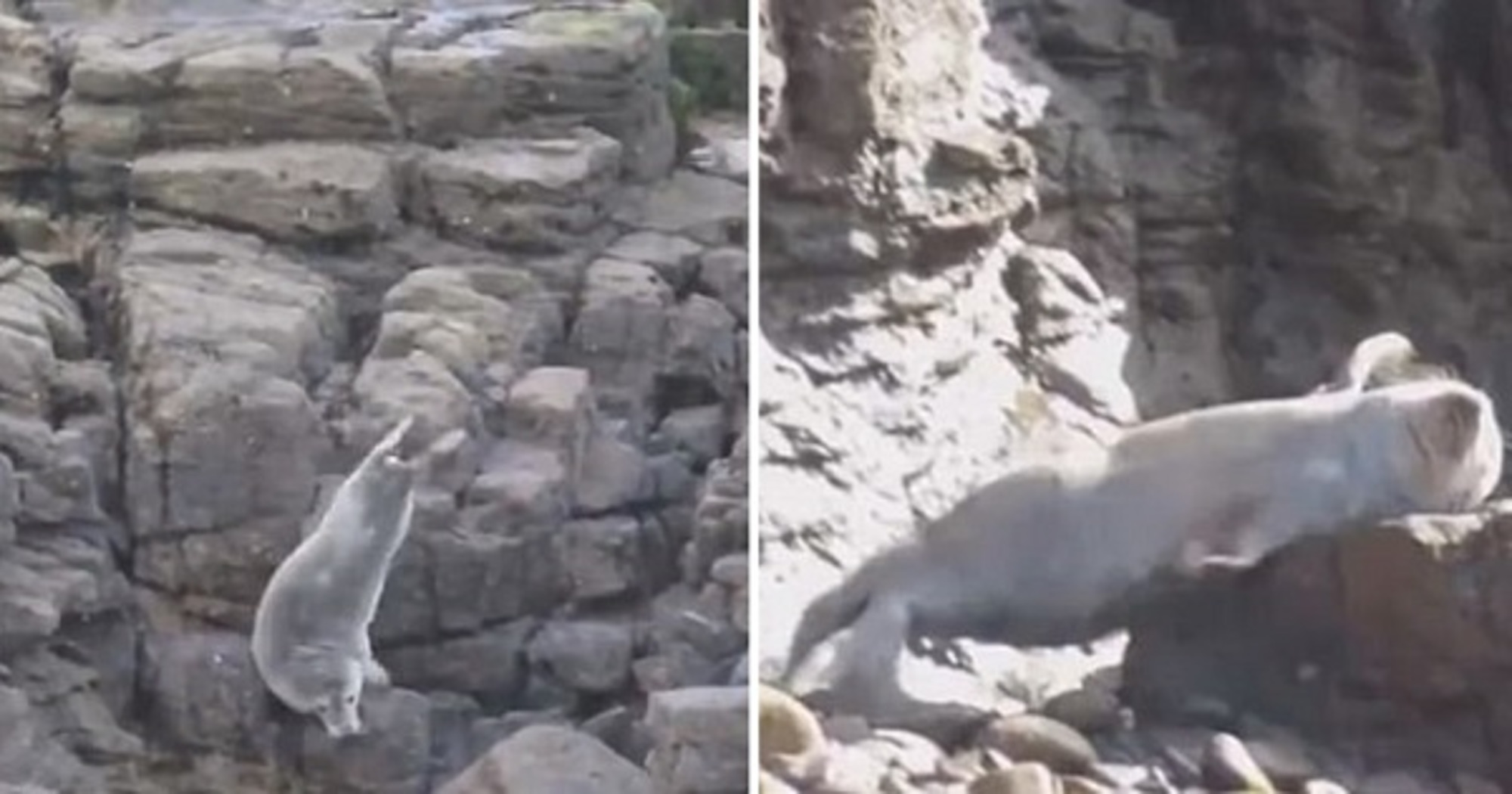 Terrified of Tourists, These Seals Throw Themselves off the Cliffs