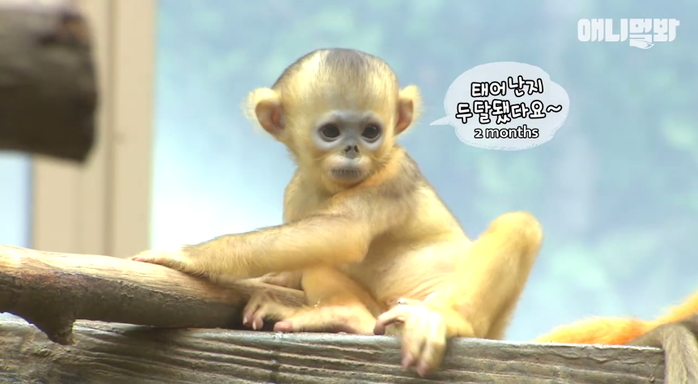 ‘츤데레’ 아빠가 태어난지 두 달된 아기 황금원숭이를 돌보는 방법 (영상)