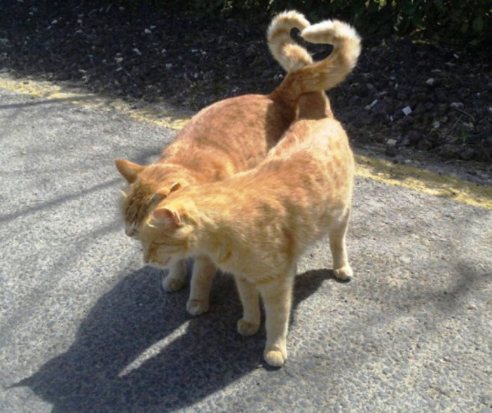 서로 죽고 못 사는 ‘사랑꾼’ 고양이 커플의 특별한 애정표현