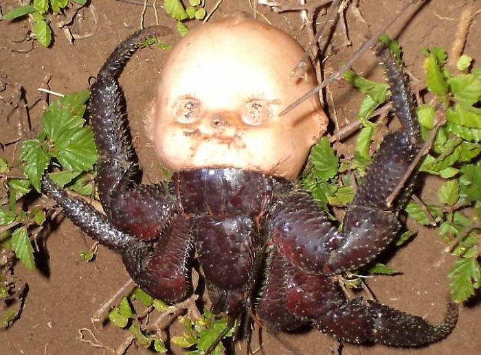 ‘아기 인형’ 머리를 뒤집어쓴 소라게의 소름 끼치는 모습