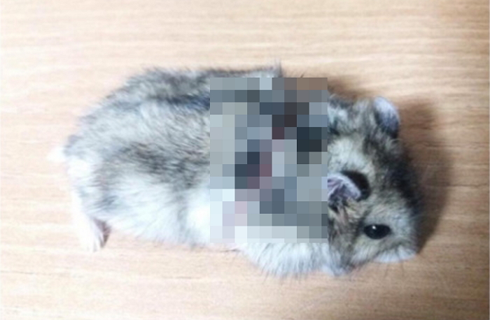 수의사도 포기한 상처 입은 햄스터 수술해 살린 ‘명의’ 누리꾼