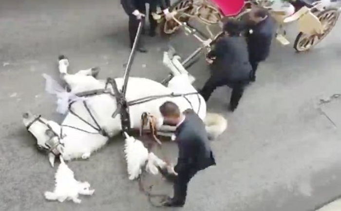 뙤약볕 아래 ‘500kg 꽃마차’ 끌다가 아스팔트 바닥에 쓰러진 말