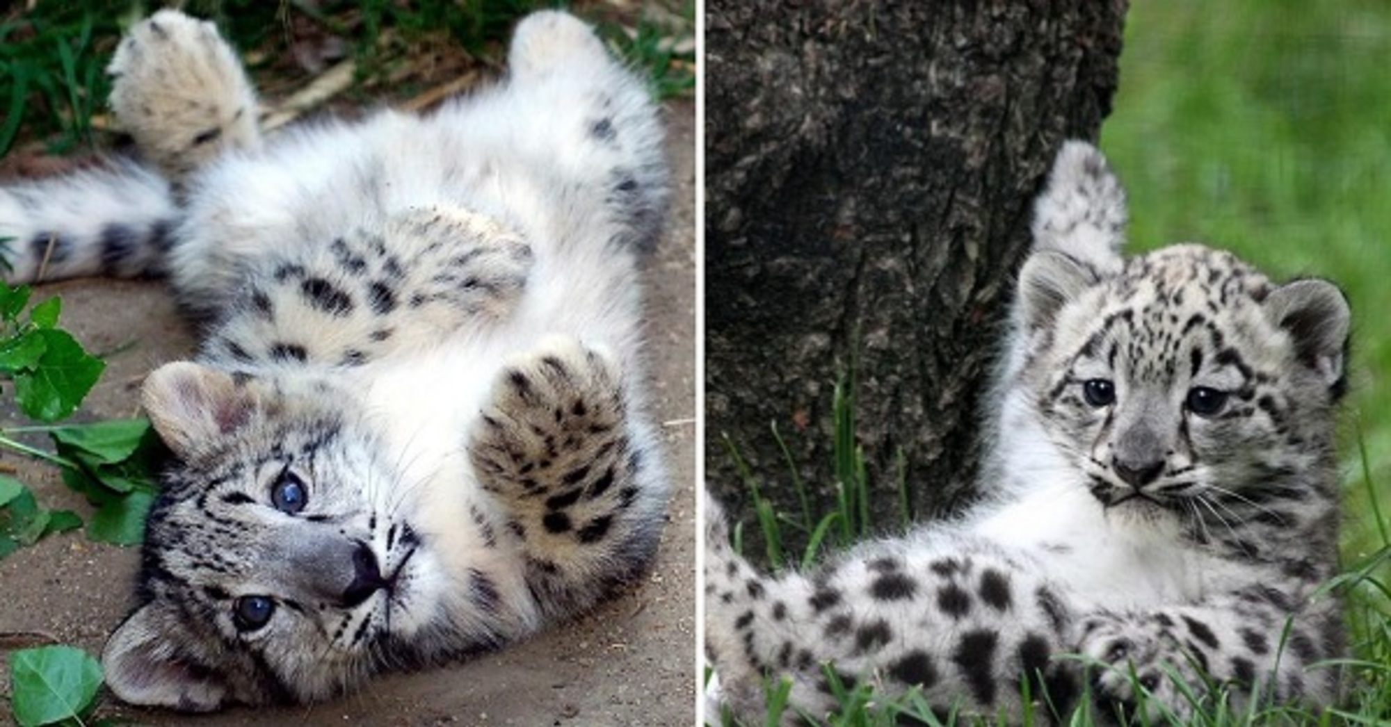 This Adorable Snow Leopard Cub Tumbling Around Just Couldn‘t Get Any Cuter