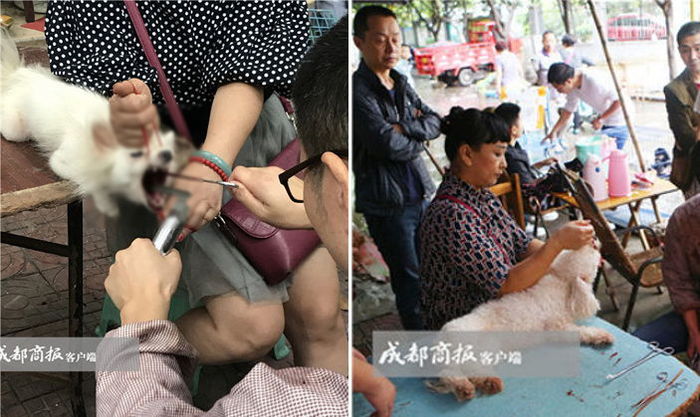 거리에서 소독 안 한 기구로 반려견 ‘성대 제거’ 수술하는 中 돌팔이 수의사