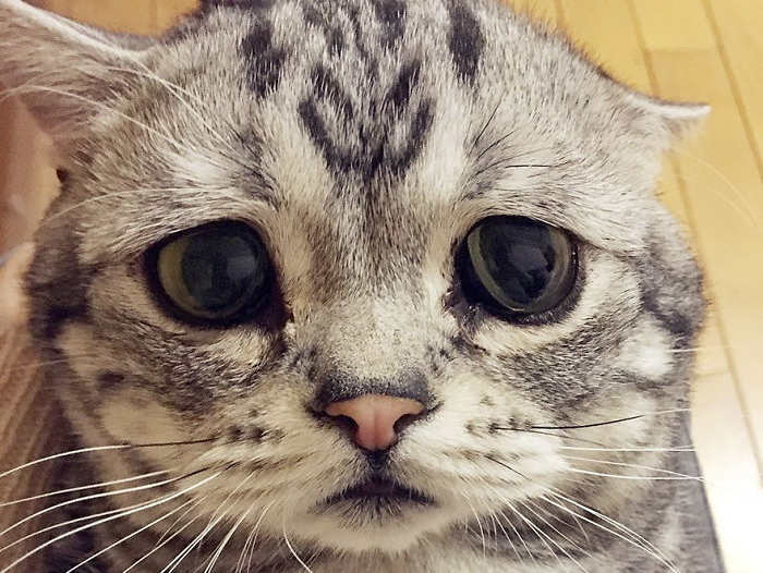 주인이 준 간식 먹을 때마저 슬퍼 보이는 ‘세상에서 가장 슬픈’ 고양이