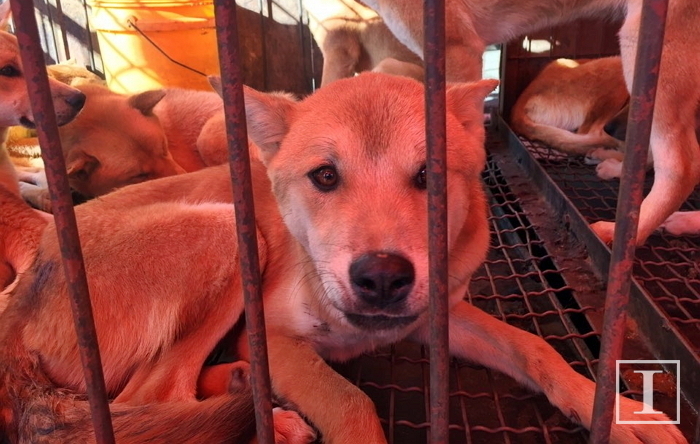 오늘(22일) 케어, “대한육견협회 주도 동물 학대 집회 ‘맞불 SNS 생중계’ 한다”