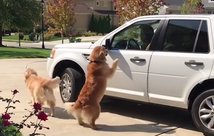 퇴근하는 엄마 차 ‘엔진 소리’ 알아듣고 엉덩이 씰룩이며 달려온 인절미들 (영상)