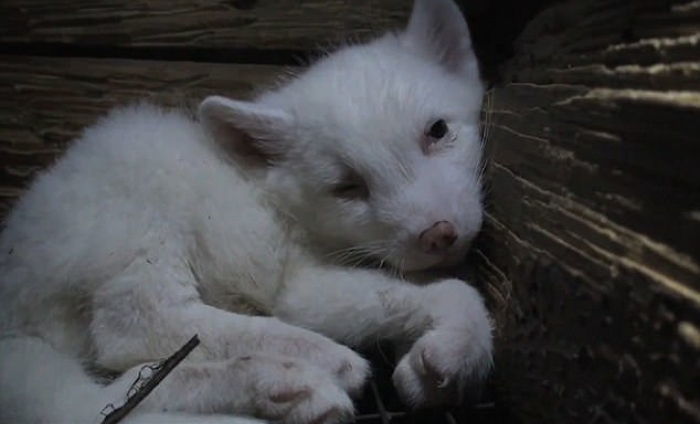 겨울 ‘모피 코트’ 위해 가족 앞에서 거꾸로 매달려 ‘도살’되는 여우