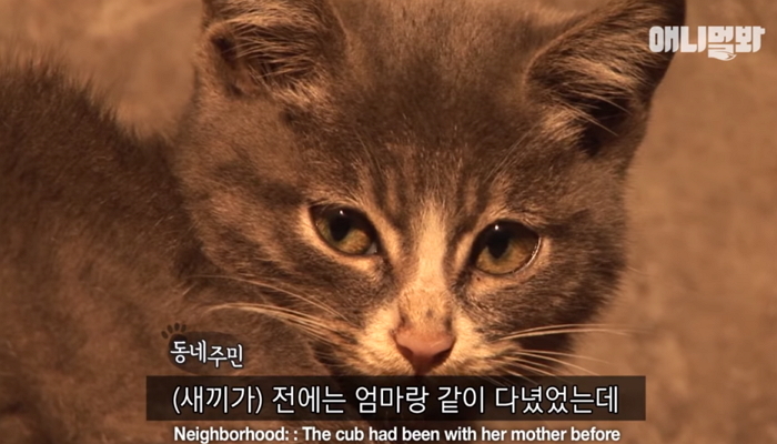 죽은 엄마가 배고플까봐 음식 물어다 주는 아기 길냥이 (영상)