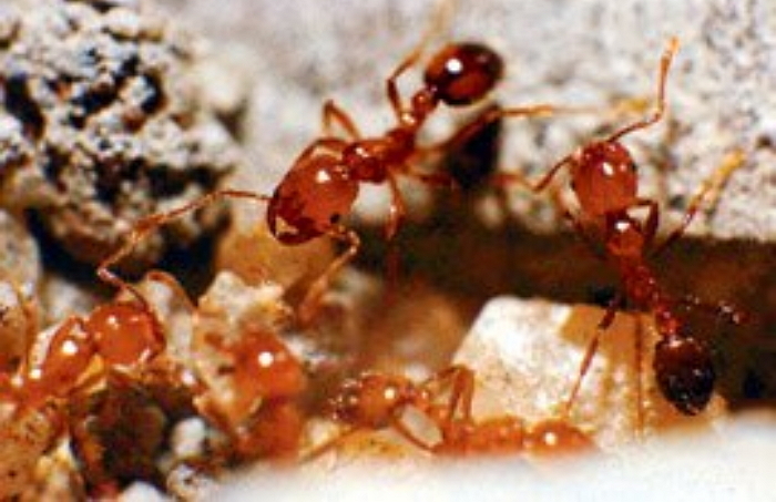 “부산서 발견된 ‘살인 개미’ 수개월 전 들어왔을 수 있다”