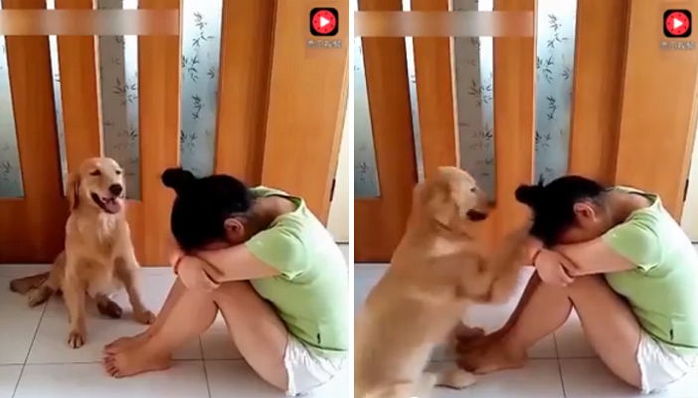 “엄마 울지마요” 우는 주인에게 휴지 가져다 주고 품에 안긴 ‘천사’ 인절미 (영상)