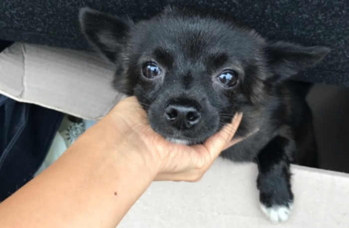 휴가철 ‘고속도로 휴게소’에 버려진 강아지 ‘레오’