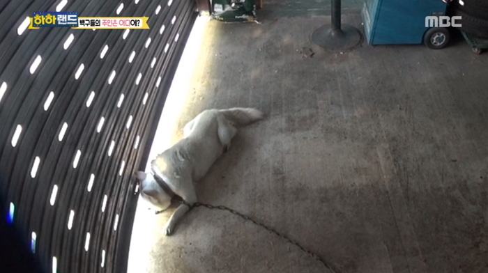 “백구 신경쓸 상황 아냐”···반려견 밥 안주고 4개월 방치한 주인이 한 뻔뻔한 말