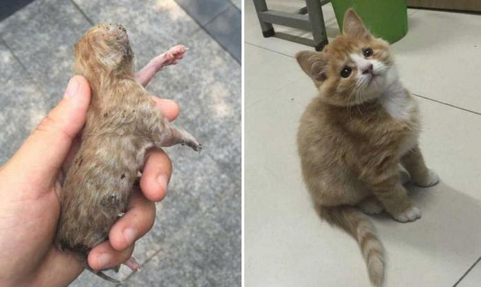 “대학교 잔디밭서 죽어가던 ‘새끼 냥이’가 건강하게 자랐습니다”