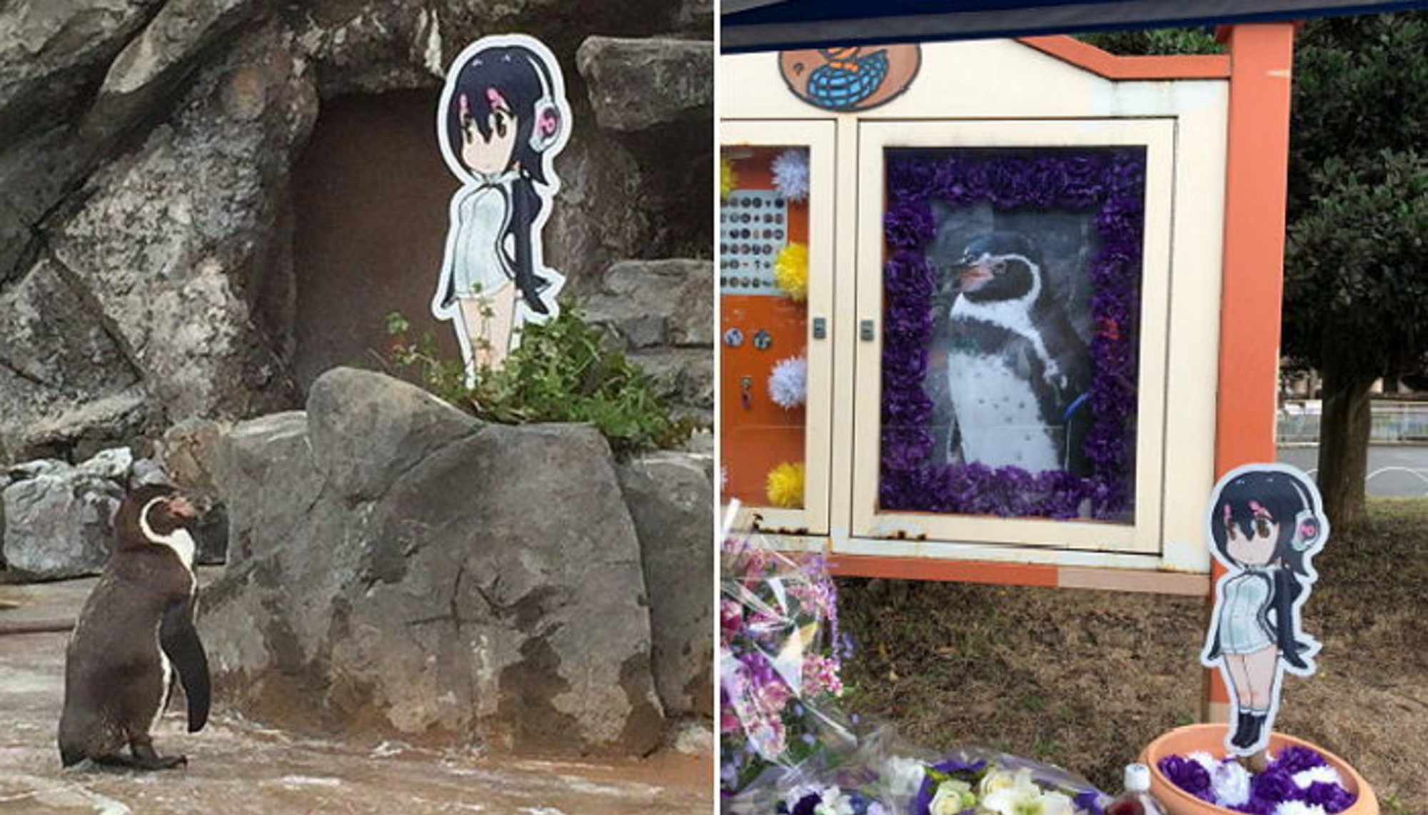 Penguin Kesepian Yang Kemudian Jatuh Cinta Kepada Gambar Kartun Ini Dikabarkan Meninggal