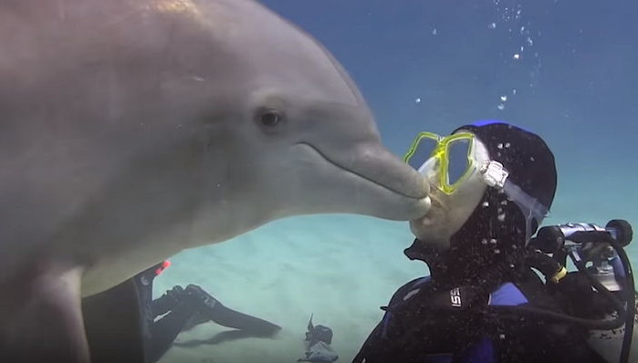 처음 만난 남성에게 한눈에 반해 입술에 ‘뽀뽀’ 쪽 선물한 ‘돌고래’ (영상)
