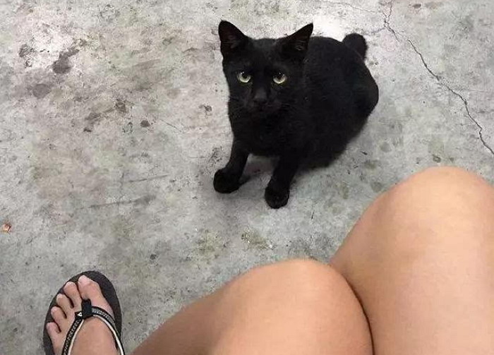 “애교부리는 길냥이에게 간식을 줬더니 온 가족이 출동했어요”