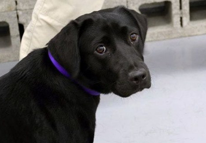 성격 너무 활발해 CIA에서 해고당하고 ‘멍무룩’한 강아지