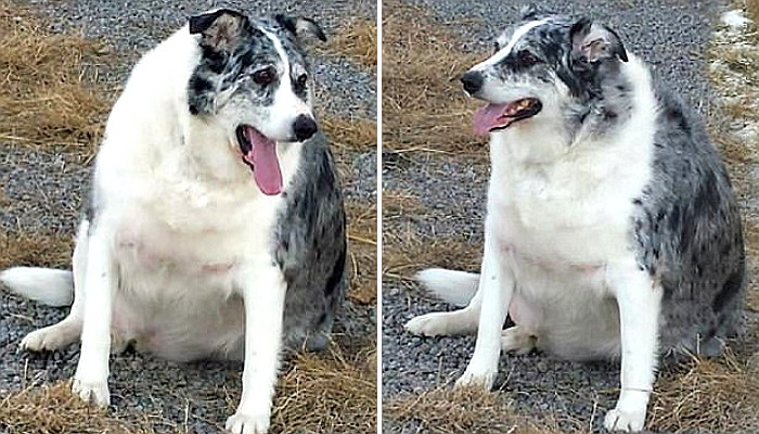 몸무게 ‘81kg’인 비만 강아지 ‘다이어트’시켜 새 삶 찾아준 수의사