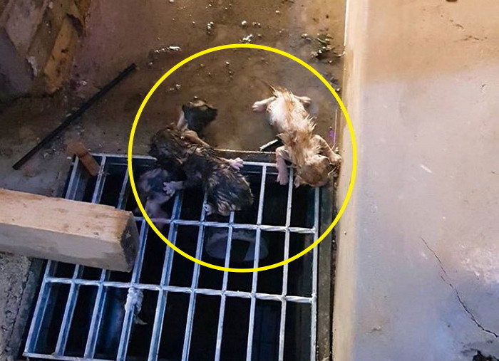 비 오는 날 죽어가던 아기 냥이들 구해 ‘미묘’로 키워낸 시민